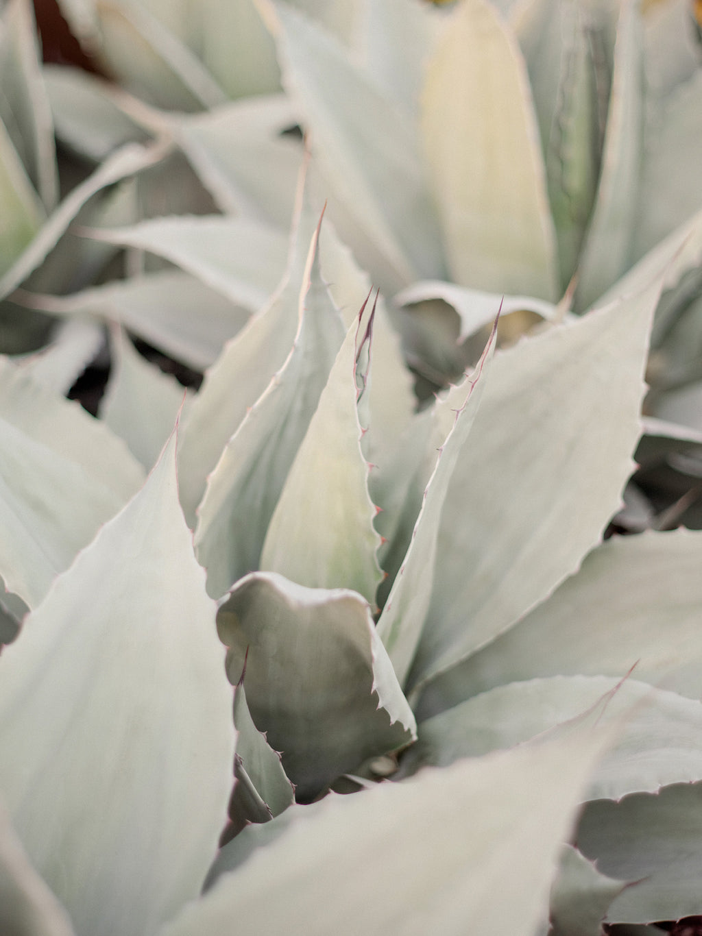 Agave Series | 