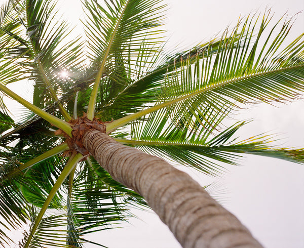 Sara Donaldson Print Shop | Growth Series | "Miami Palm" | Underside view of a palm tree in Miami, Florida, with sun rays peeking through. Gentle calming greens. Medium format film photograph on Fuji 400h.