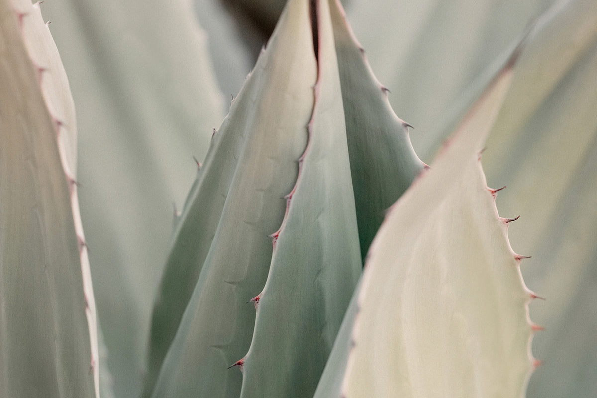 Sara Donaldson Fine Art Print Shop | Agave Series | "Serene" | Calming, peaceful, tranquil. | Image features a vibrant agave with milky celadon tones. Contax645 medium format photograph.