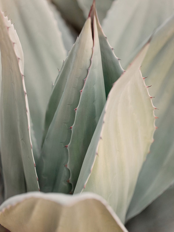 Sara Donaldson Fine Art Print Shop | Agave Series | "Serene" | Calming, peaceful, tranquil. | Image features a vibrant agave with milky celadon tones. Contax645 medium format photograph. - Fine Art Print: Torchon by Hahnemühle fine art watercolor paper, backmounted for durability.