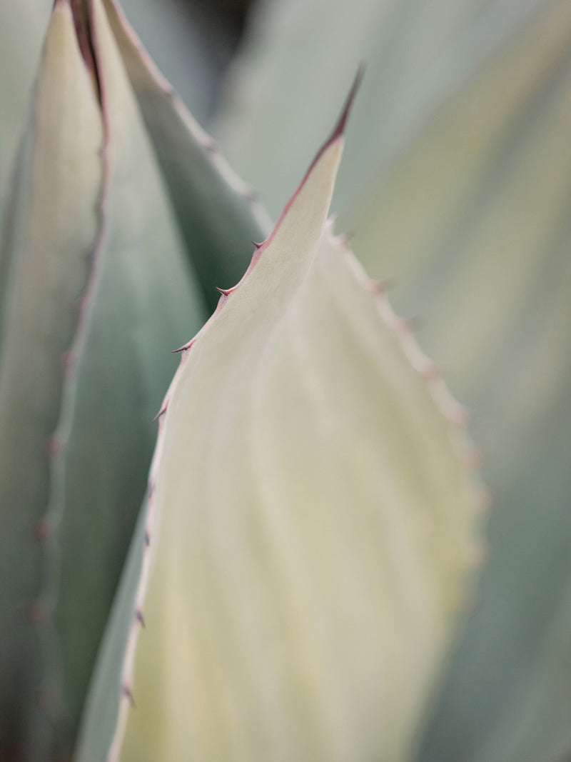 Agave Series, Fine Art Print by Sara Donaldson | "Protected" | To keep safe. | Image features a vibrant agave with a gradient of milky celadon tones. Contax645 medium format photograph. - Fine Art Print: Torchon by Hahnemühle fine art watercolor paper, backmounted for durability.