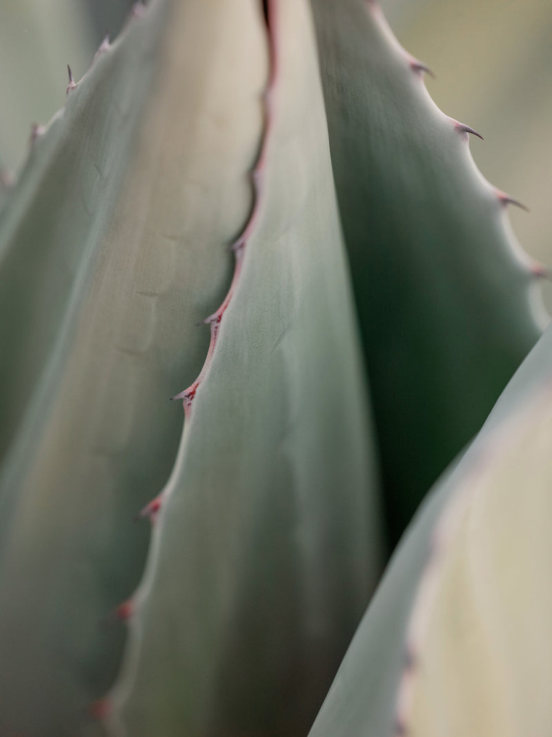 Sara Donaldson Photograph | Agave Series | "Embraced" | Closely held. - Image by Sara Donaldson features the markings of a tight embrace as the agave unfolds itself. Soft and deep milky celadon tones. Contax645 medium format photograph.