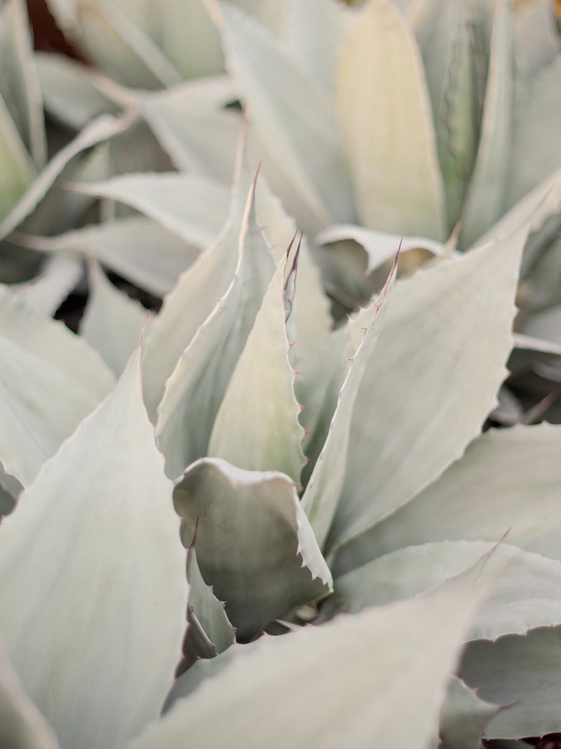 Agave Series by Sara Donaldson | "Harmonious" | A pleasing, consistent whole. | Image features agaves sharing space together. Soft milky celadon tones with deep shadows. | Contax645 medium format photograph. - Fine Art Print: Torchon by Hahnemühle fine art watercolor paper, backmounted for durability.