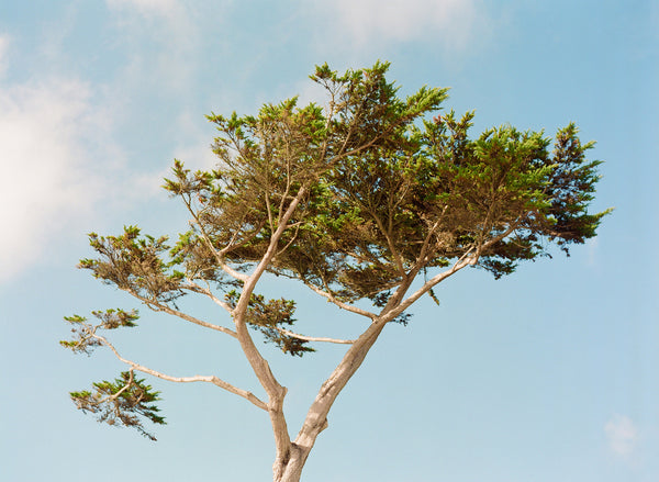 Sara Donaldson Fine Art Print | Growth Series | "Carmel Cypress" | Carmel by the Sea Cypress Tree with golden-hour hues, gentle blue skies, and calming greens. Medium format film photograph on Fuji 400h.
