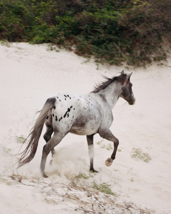 Sara Donaldson Photography | Spirit Animal Series | "Wild" | Wild horse on Cumberland Island running free, as she should be. She is unbridled, powerful, and spirited. Medium format photograph on Fuji 400h film.