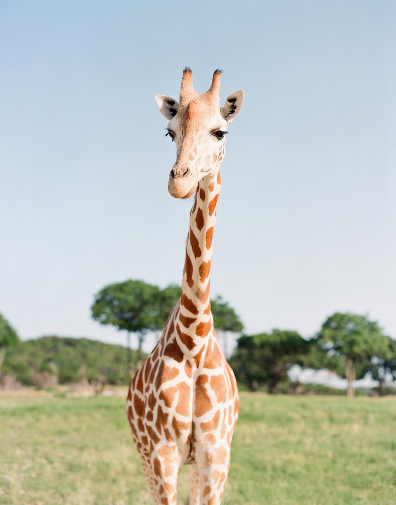 Sara Donaldson Fine Art Print Shop | Giraffe Series | "Peaceful" | Image features a gentle, peaceful giraffe with calming tones. Medium format photograph on Fuji 400h film.
