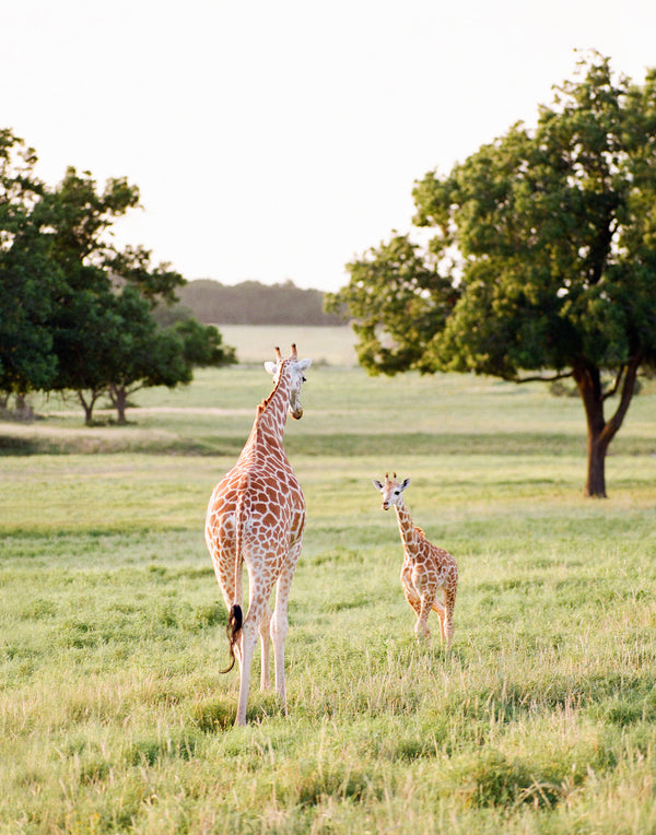 Sara Donaldson Photography | Giraffe Series | "Attentive" | Image features mother giraffe with her baby calf. Medium format photograph on Fuji 400h film. - Fine Art Print: Torchon by Hahnemühle fine art watercolor paper, backmounted for durability.