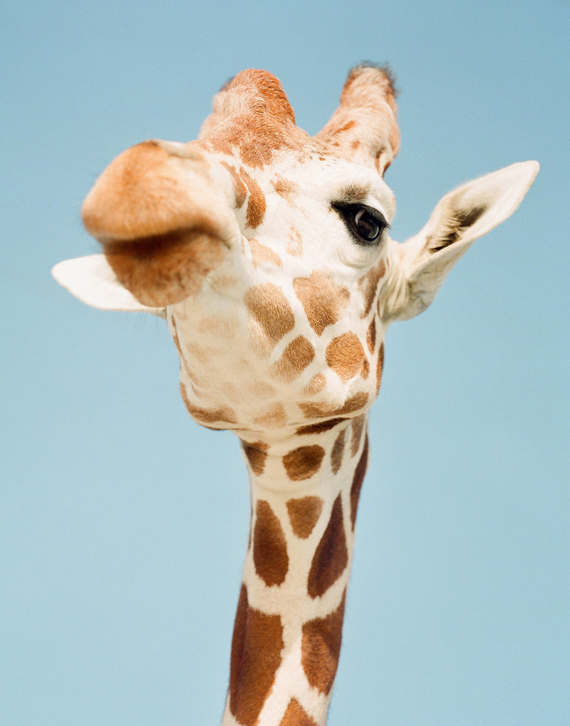 Sara Donaldson Fine Art Print Shop | Spirit Animal Series | "Smug" | Image features a giraffe showcasing his spirited side. From his vantage point, he is regal ... confident ... assured. From our vantage point, perhaps a bit smug. Medium format photograph on Fuji 400h film.