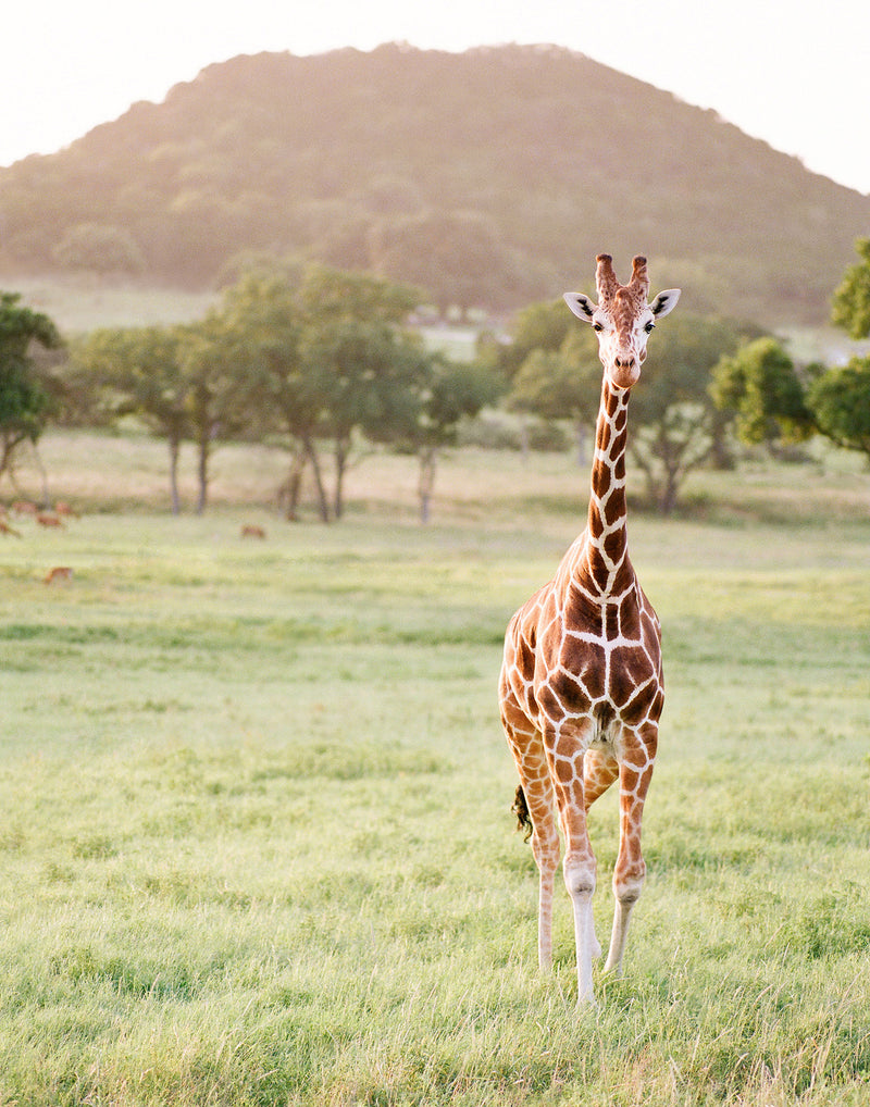 Sara Donaldson Fine Art Print | Giraffe Series | "Inquisitive" | Image features a curious giraffe locking eyes with the camera. Medium format photograph on Fuji 400h film.