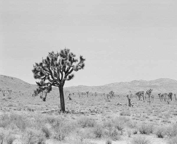 Sara Donaldson Print Shop | Joshua Tree Series | "Resilience" | A resilient Joshua Tree standing in the summer sun. Gentle gradient of grays on black and white film. Medium format film photograph on Ilford HP5.