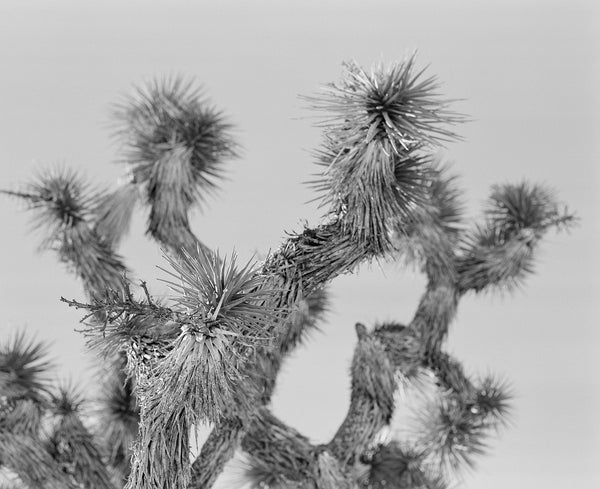 Sara Donaldson Fine Art Print | Joshua Tree Series | "Bristled" | Closeup detail of a Joshua Tree standing in the summer sun. Gentle contrasting gradient of grays on black and white film. Medium format film photograph on Ilford HP5.