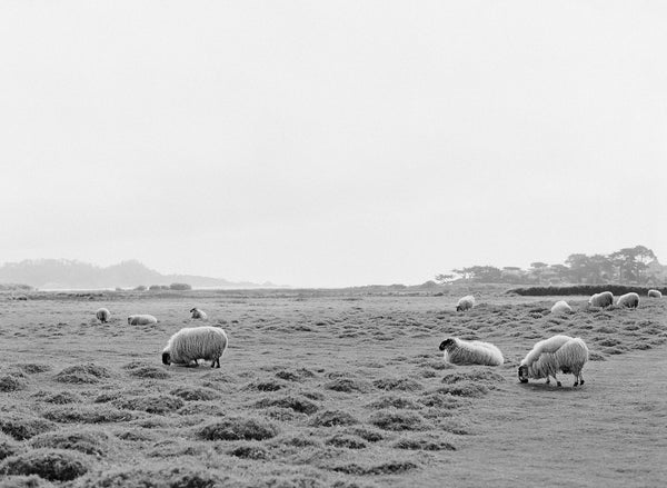 Sara Donaldson Print Shop | Vista Series | "Mission Ranch Meadow " | A landscape view of Clint Eastwood's beloved sheep grazing in the Mission Ranch meadow in Carmel, California. Beautiful gradient of gray tones. Medium format film photograph on Ilford HP5.