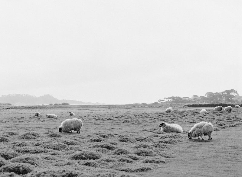 Sara Donaldson Print Shop | Vista Series | "Mission Ranch Meadow " | A landscape view of Clint Eastwood's beloved sheep grazing in the Mission Ranch meadow in Carmel, California. Beautiful gradient of gray tones. Medium format film photograph on Ilford HP5.