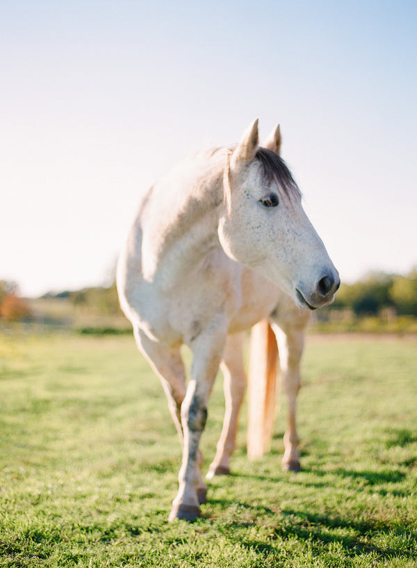 Spirit Animal Series | Mystic | A beautiful horse with mystical, regal forces. Features the signature milky, buttery tones of sun-kissed Fuji film. Medium format photograph on Fuji 400h.