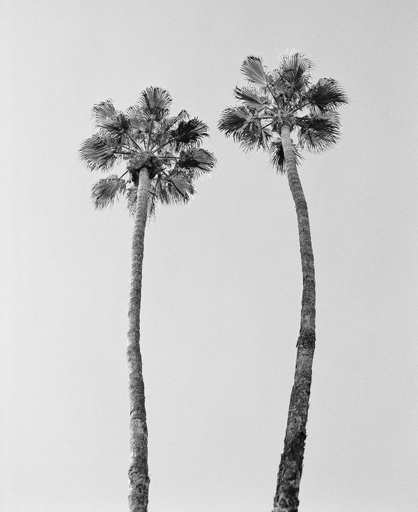 Sara Donaldson Photograph | Growth Series | "Pair of Palms" | A pair of palm trees in Palm Springs, California on black and white film. Medium format film photograph on Ilford HP5.