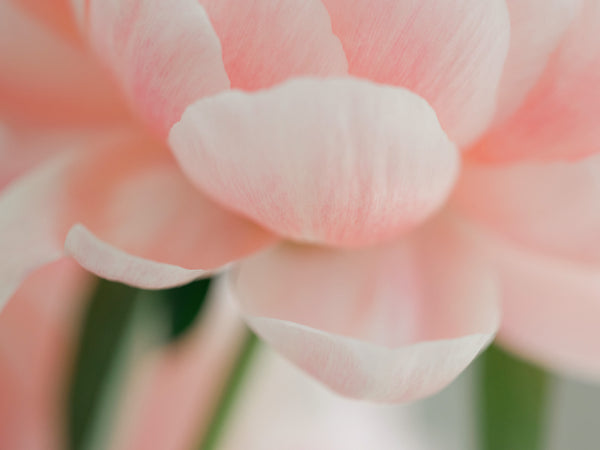 Sara Donaldson Fine Art Print | Peony Series | "Gentle" | Mild; tender. | Image features the delicate details of a peony. Soft, yet vibrant pink and peach tones with rich green stems. Contax 645 medium format photograph.