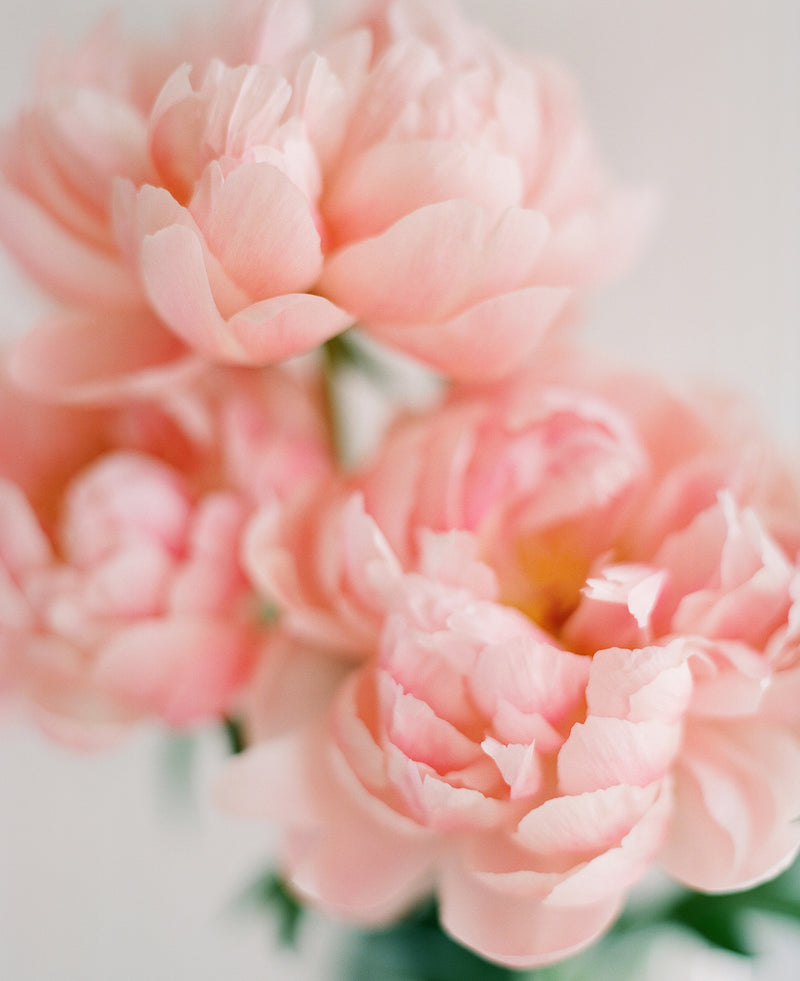 Sara Donaldson Print Shop | Peony Series | "Meditative" | Gentle, deep, open state of mind. | Image features a triad of peonies with soft, yet vibrant pink and peach tones. Medium format Fuji 400h film photograph.