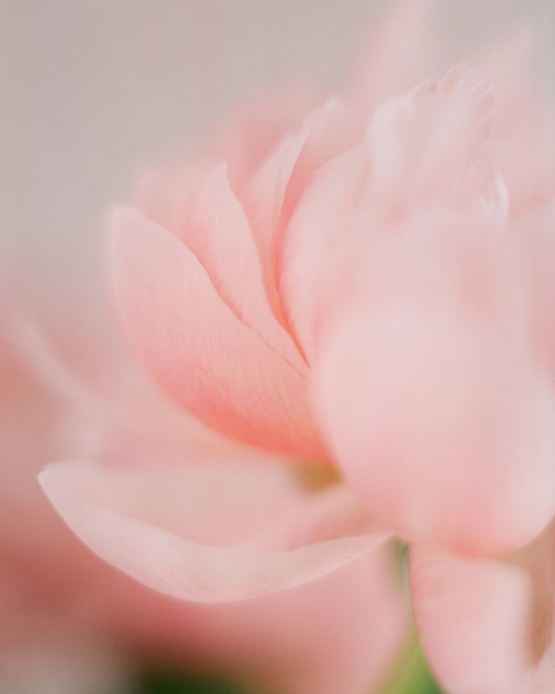 Sara Donaldson Fine Art Print Shop | Peony Series | "Unfolding" | To reveal. | Image features a peony as its petals unfold. Soft, yet vibrant pink and peach tones with a hint of green stem and deep shadowing. Medium format Fuji 400h film photograph. 