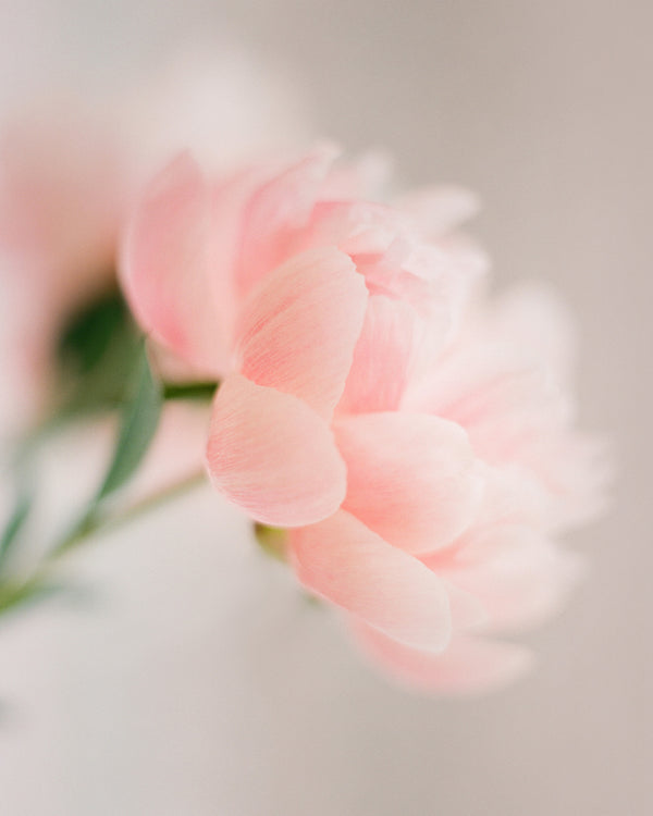 Sara Donaldson Photography | Peony Series | "Soft" | Delicate, gentle, velvety. | Image features peonies in soft focus. Subdued, yet vibrant pink and peach tones with muted green stems. Medium format Fuji 400h film photograph.